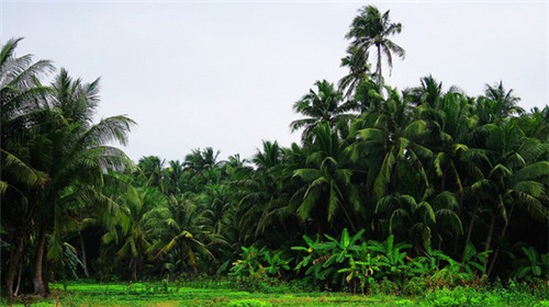 海南八所镇房价最便宜的城市！东方八所房价开始下跌最新消息~